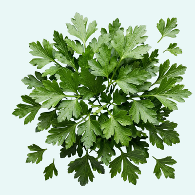 Hoja de perejil orgánico