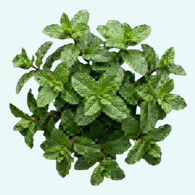 Hoja de menta orgánica